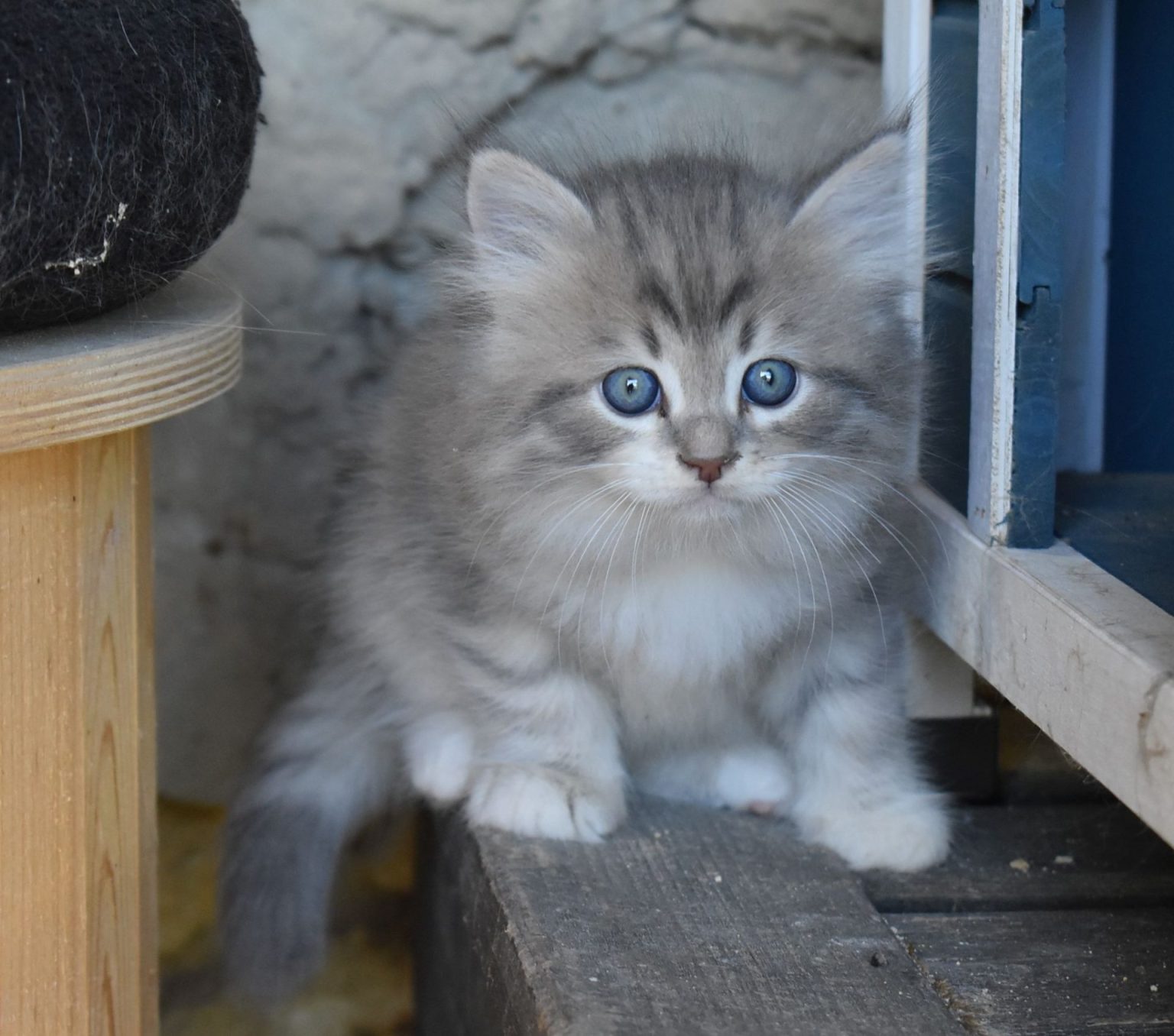 Chatons sibériens disponibles L Envol Sibérien