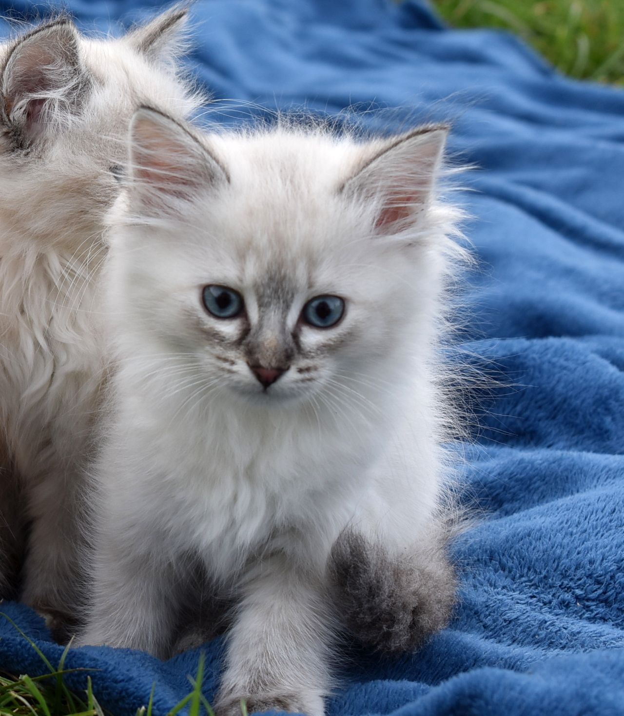 Chatons Siberiens Disponibles L Envol Siberien