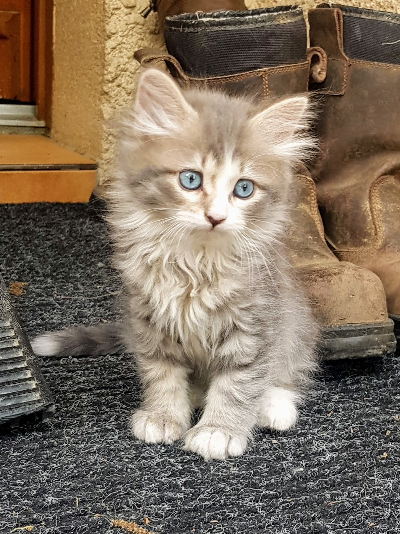 Chat Siberien A Donner Suisse