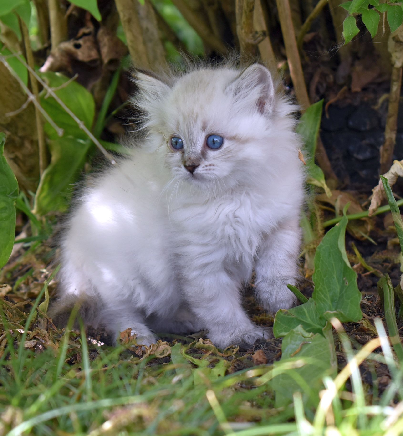 Chatons Siberiens Disponibles L Envol Siberien