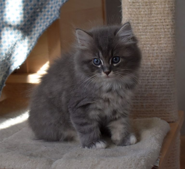 Chatons sibériens disponibles L'Envol Sibérien Chatons sibériens disponibles L'Envol Sibérien