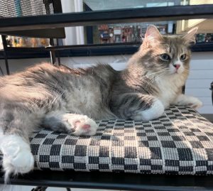 WhatsApp Image 2026-03-07 at 14.21.37(4)