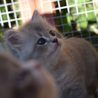 DSC_0272